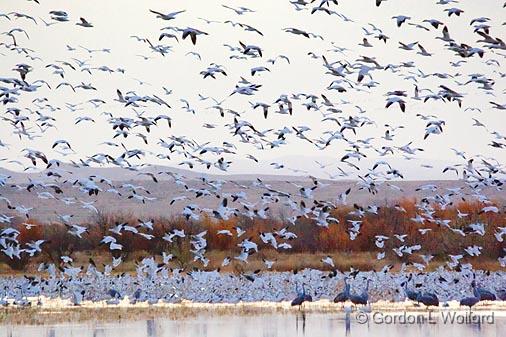 Snowing Geese_72892.jpg - Snow Geese (Chen caerulescens) photographed in the Bosque del Apache National Wildlife Refuge near San Antonio, New Mexico, USA.